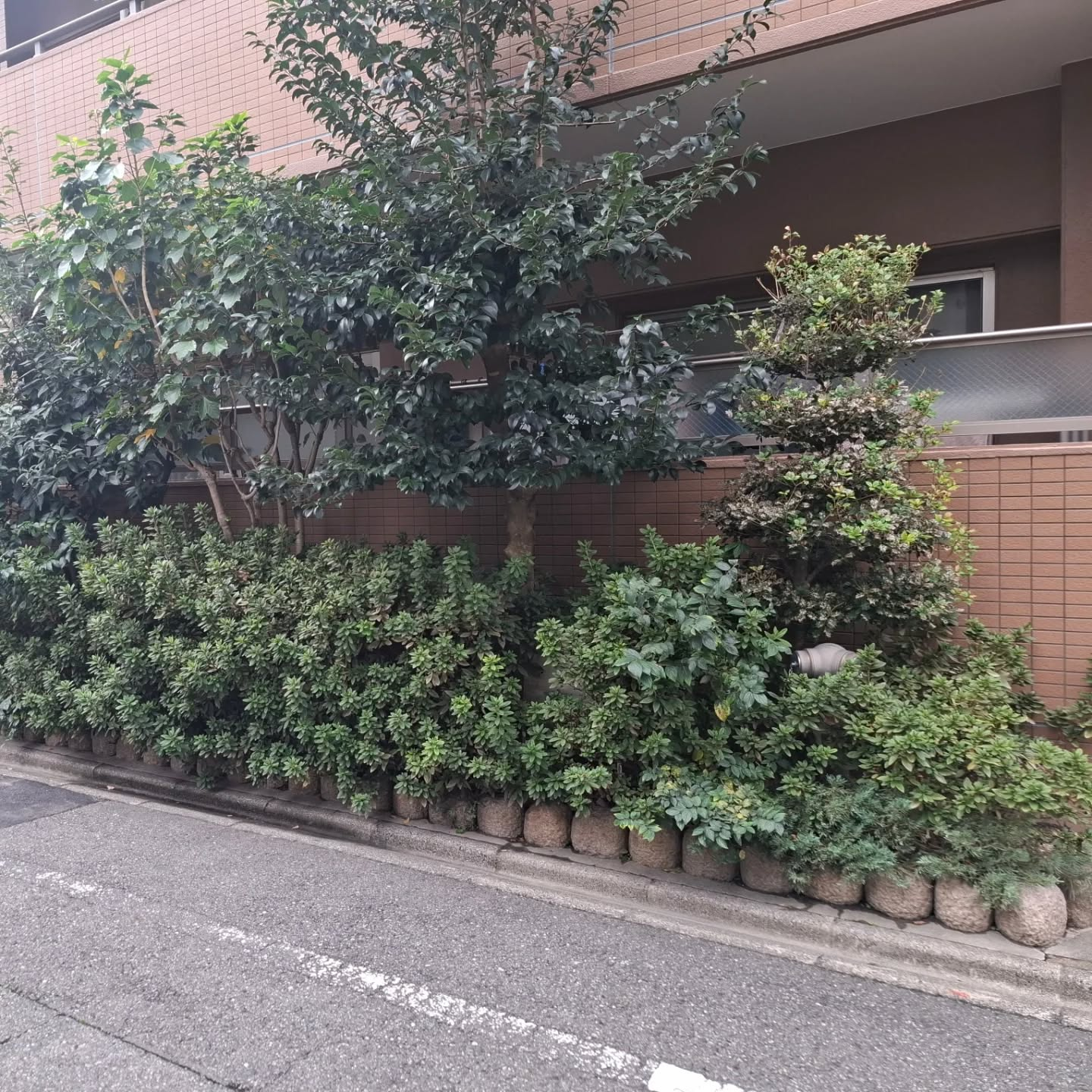 剪定(マンション)