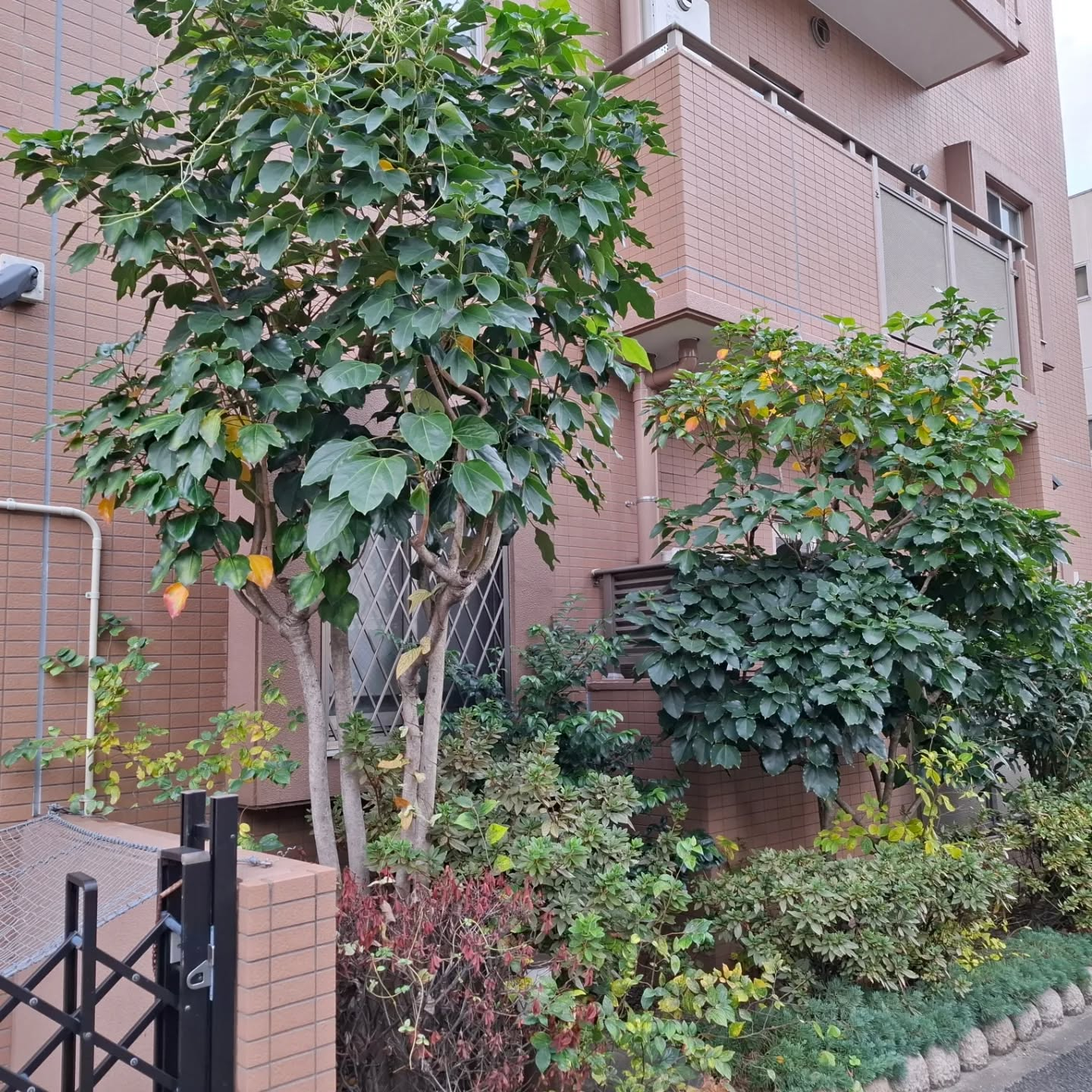 剪定(マンション)