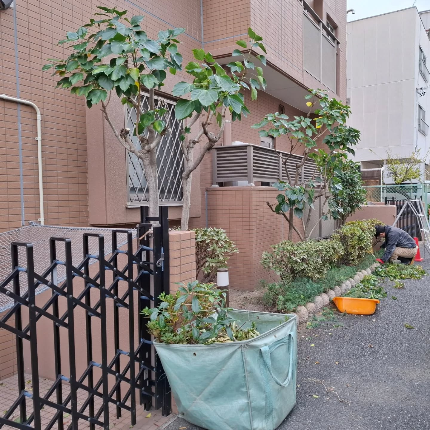 剪定(マンション)