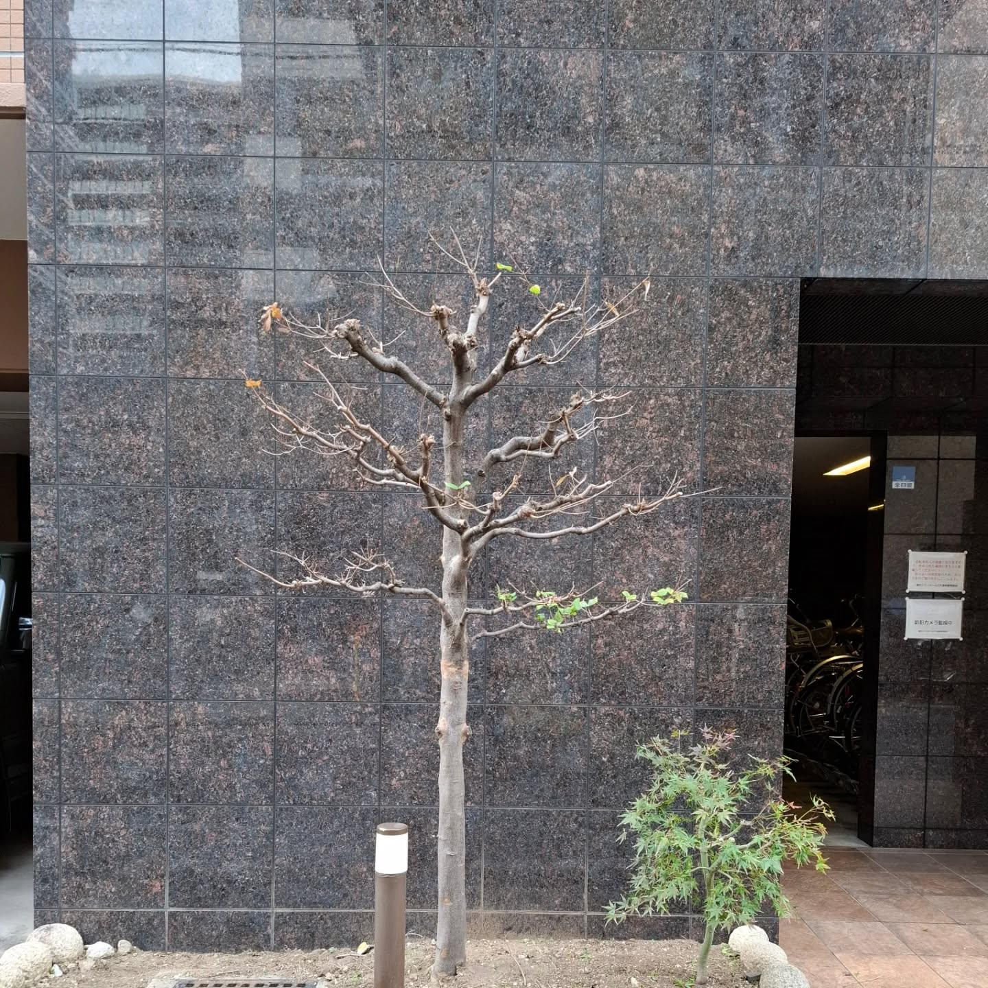 剪定(マンション)