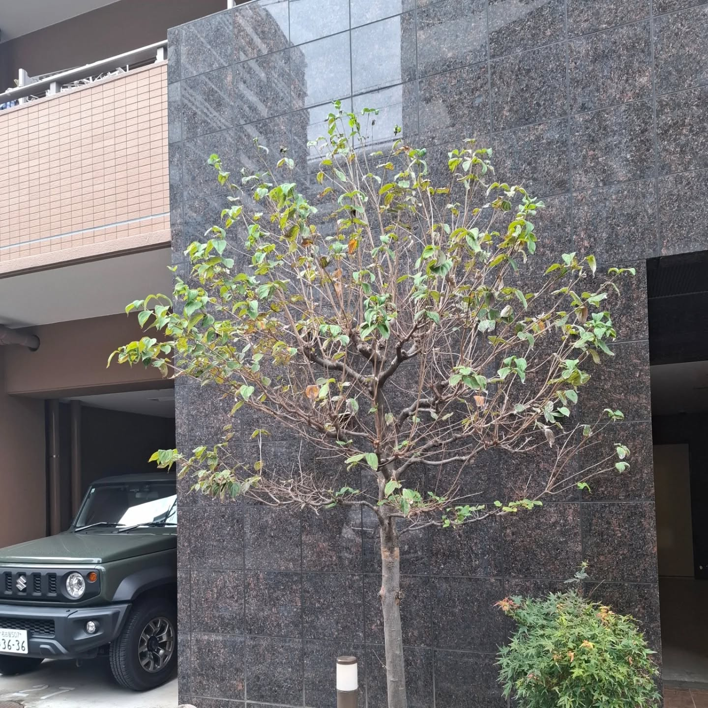 剪定(マンション)