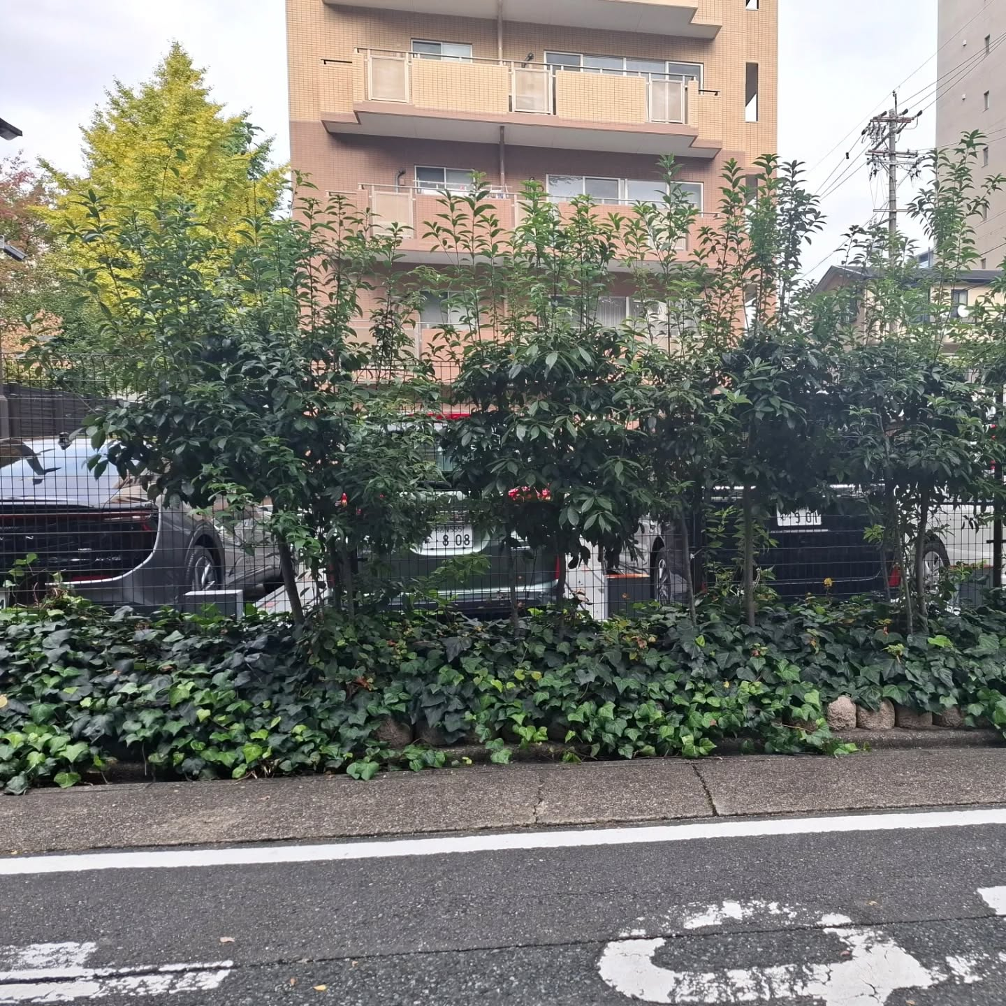 剪定(マンション)