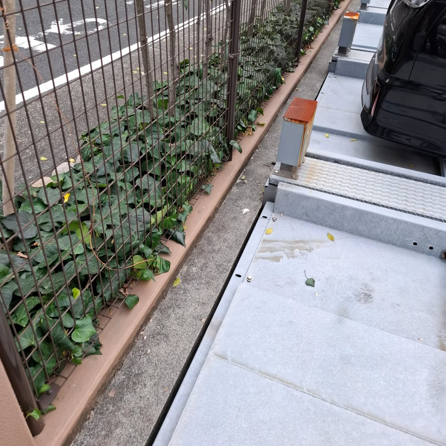 剪定(マンション)