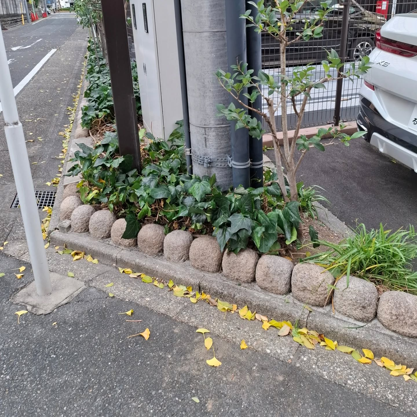 剪定(マンション)