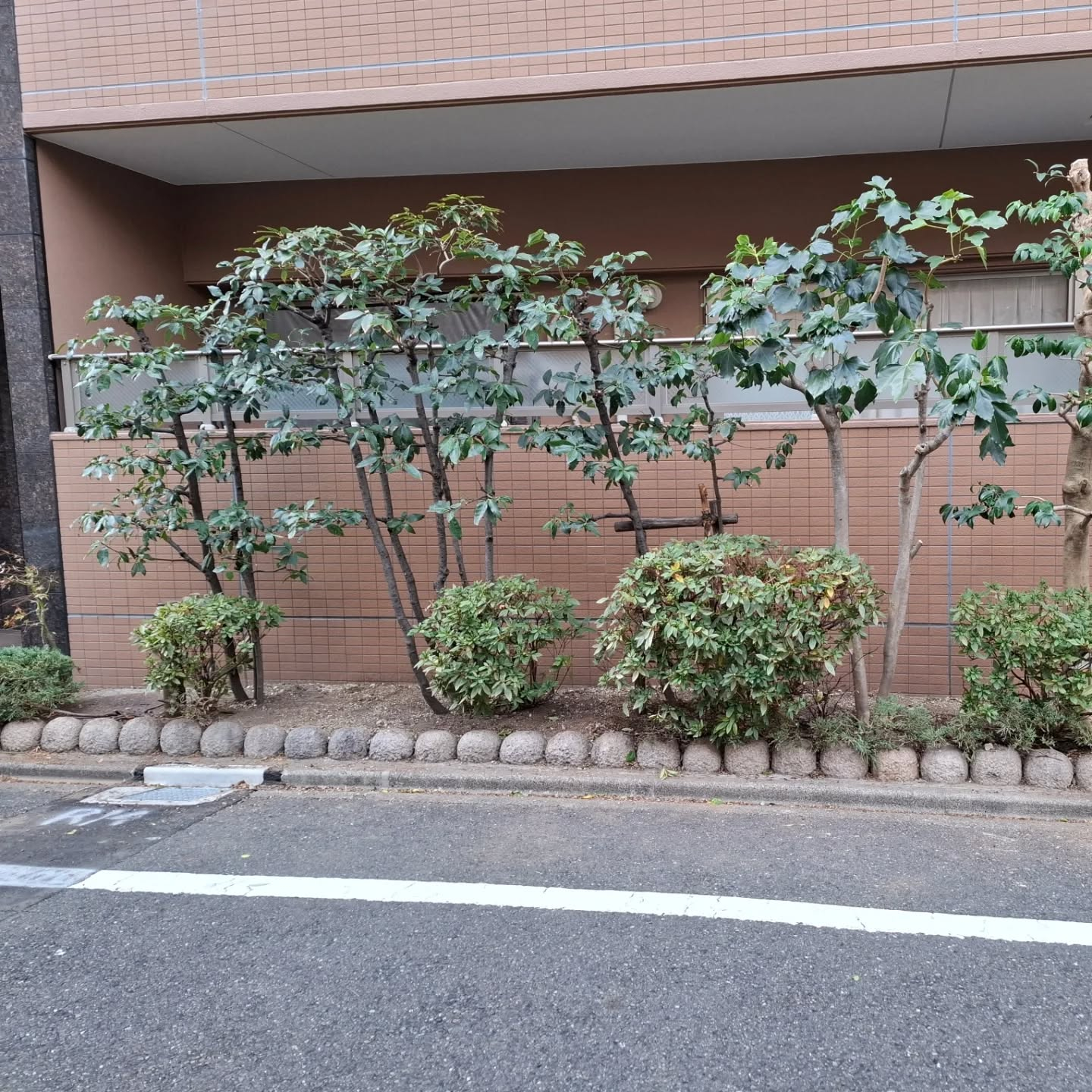 剪定(マンション)