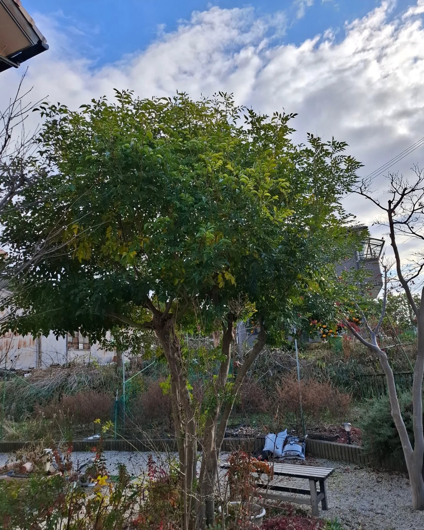 お庭の剪定(草刈りも)