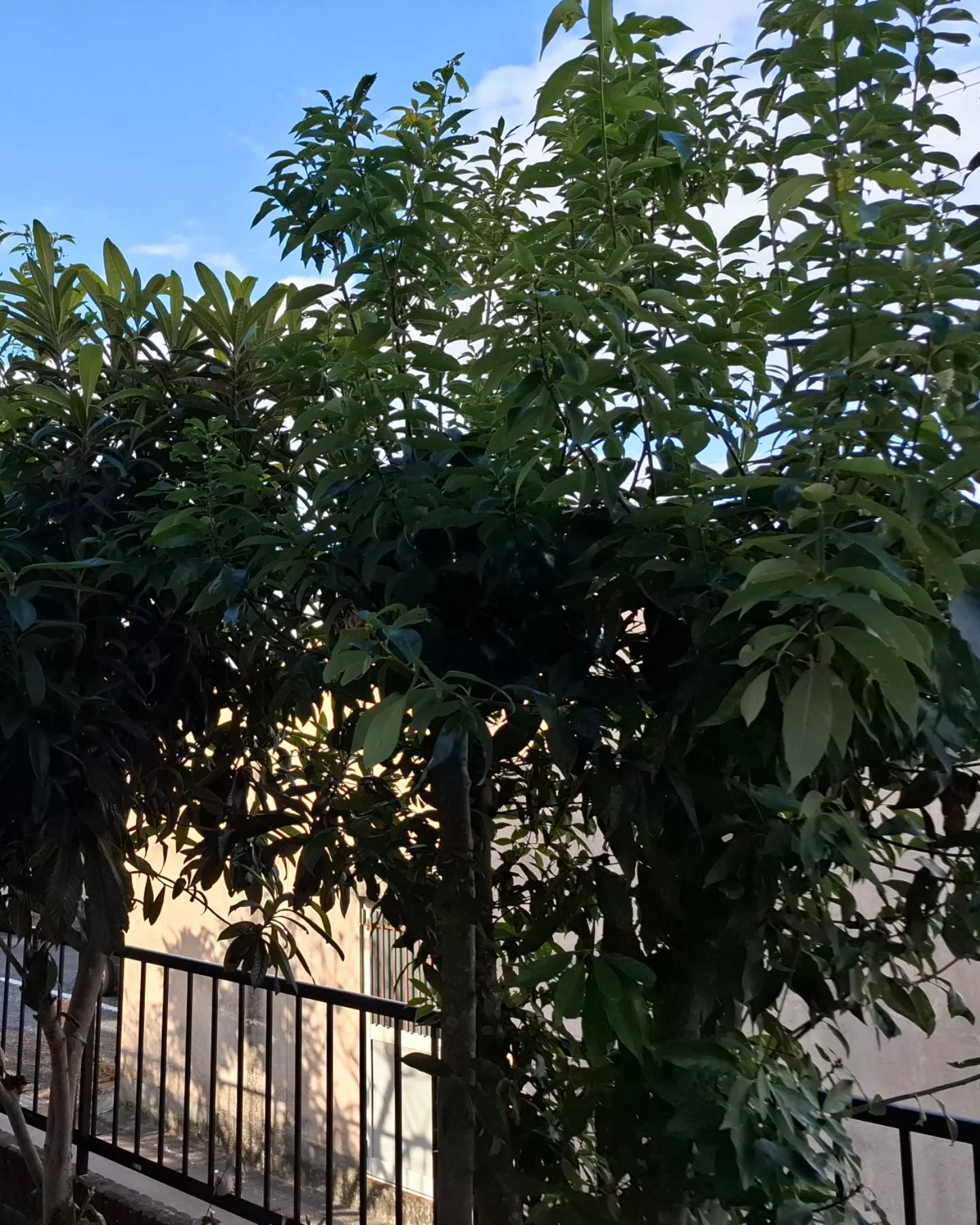 お庭の剪定(草刈りも)