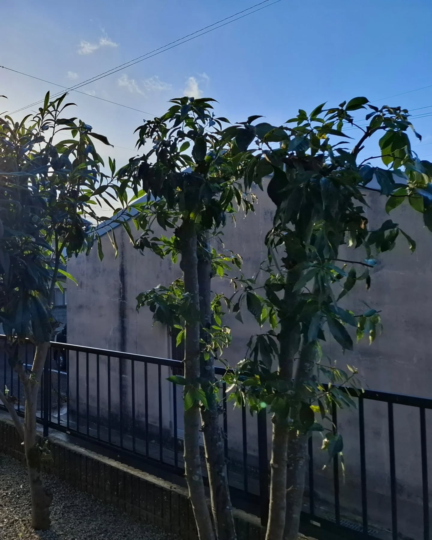 お庭の剪定(草刈りも)