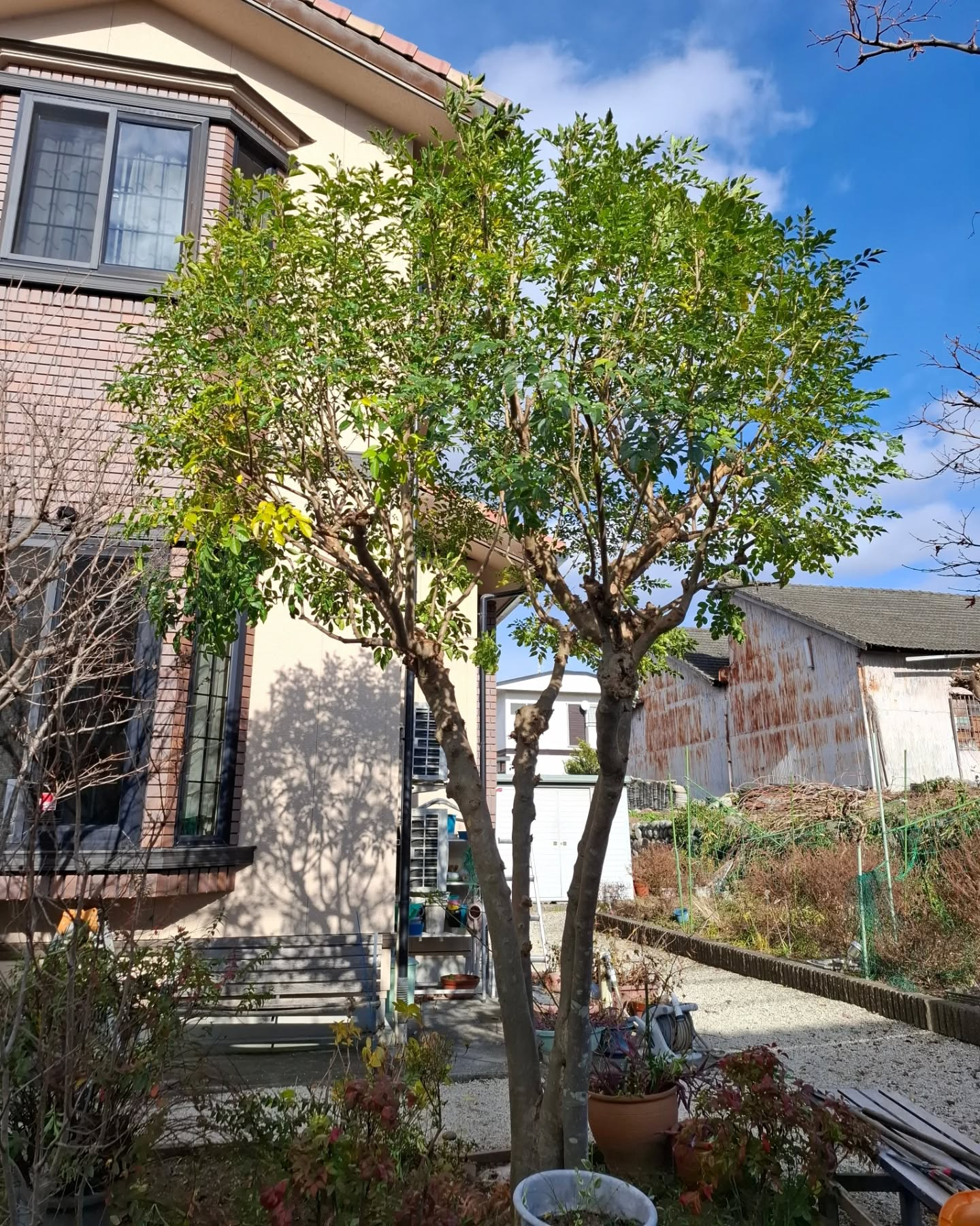 お庭の剪定(草刈りも)