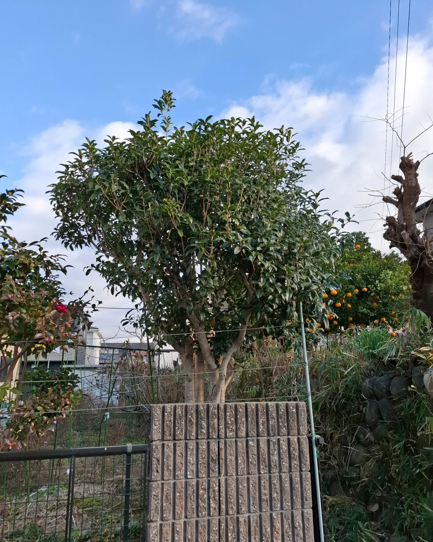 お庭の剪定(草刈りも)