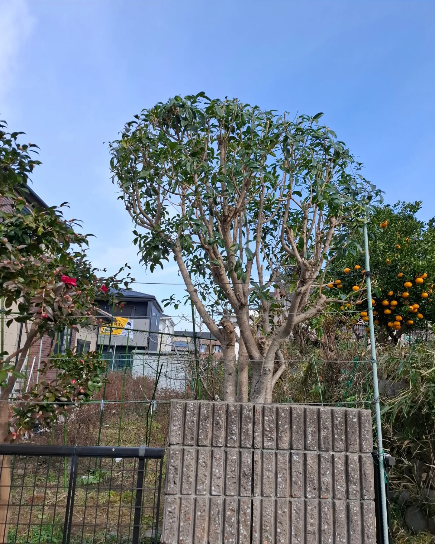 お庭の剪定(草刈りも)