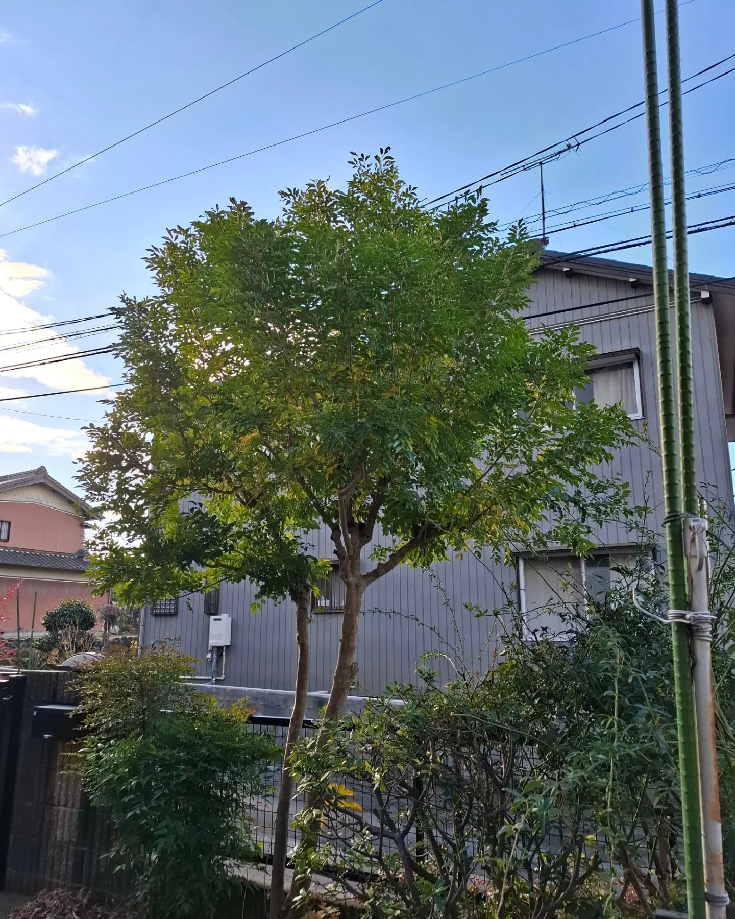 お庭の剪定(草刈りも)