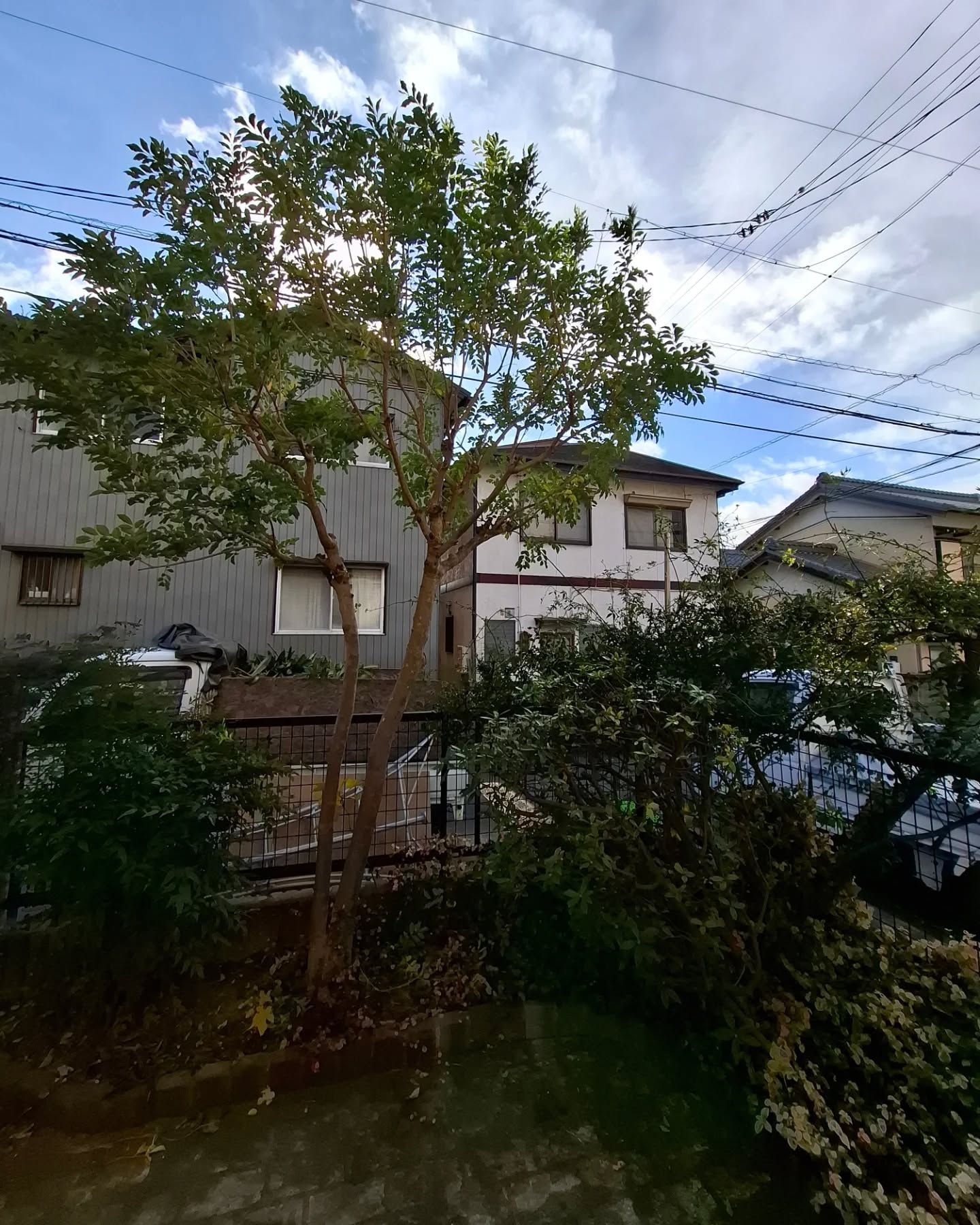 お庭の剪定(草刈りも)