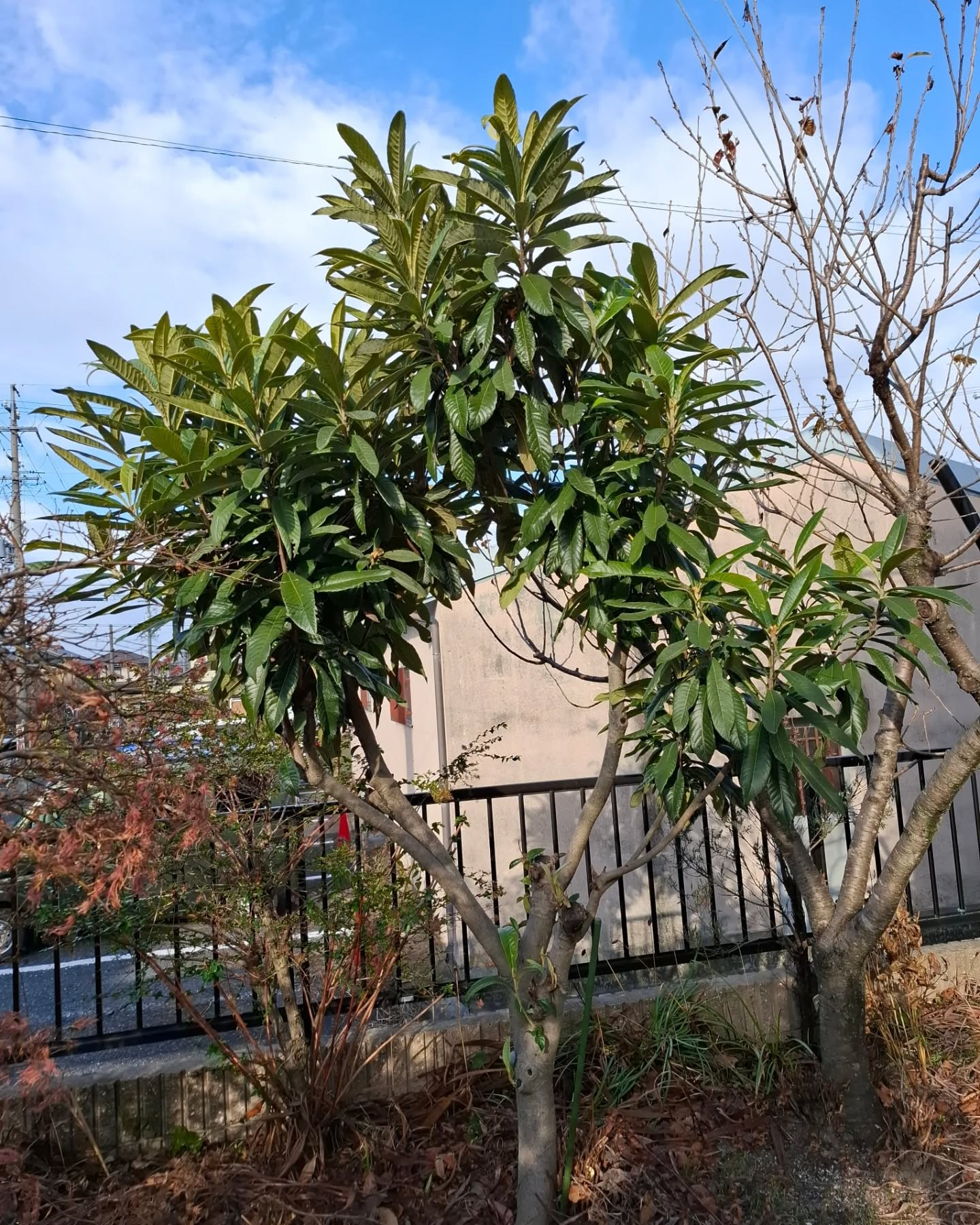 お庭の剪定(草刈りも)