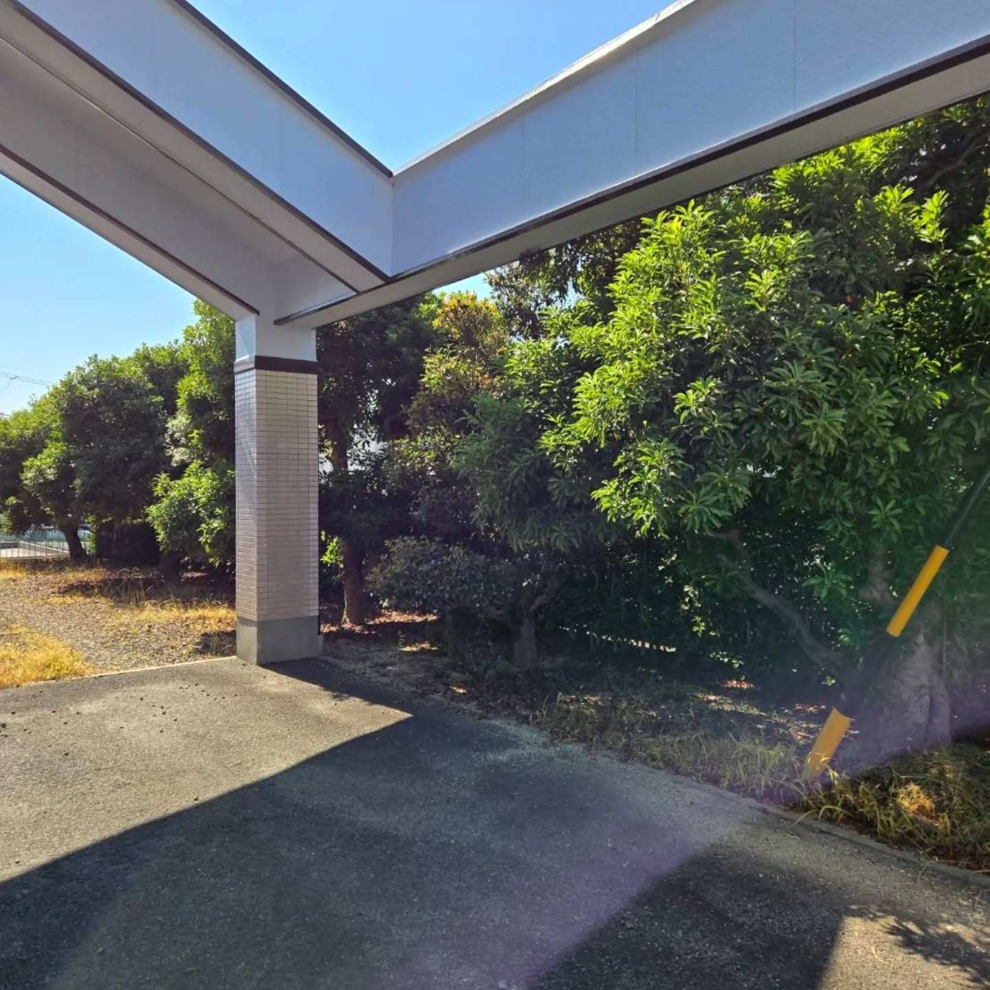 剪定（年間管理）