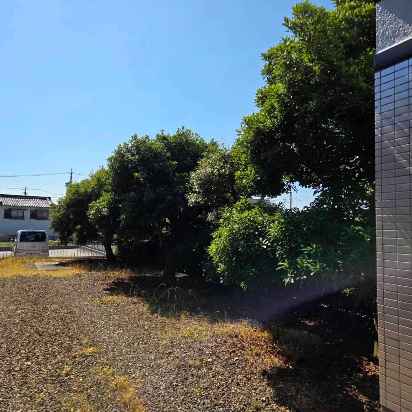 剪定（年間管理）