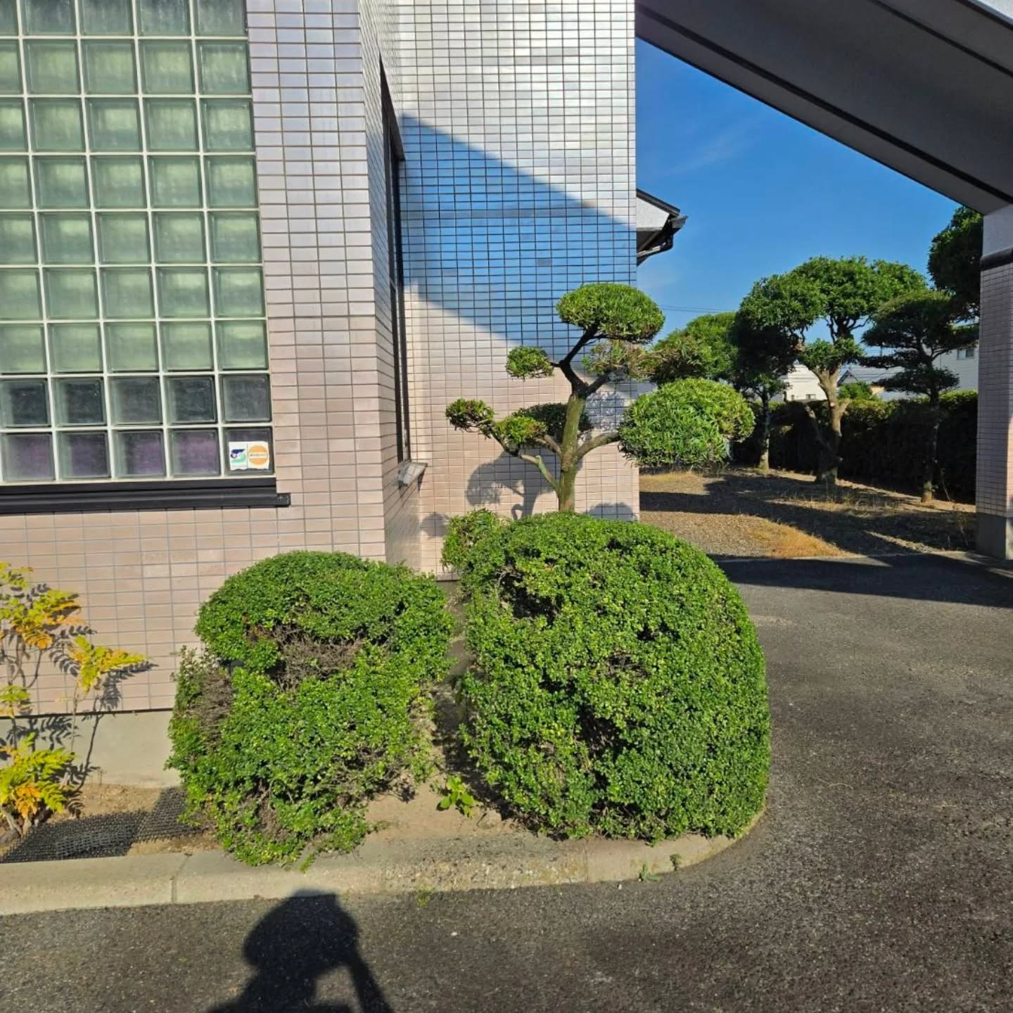 剪定（年間管理）