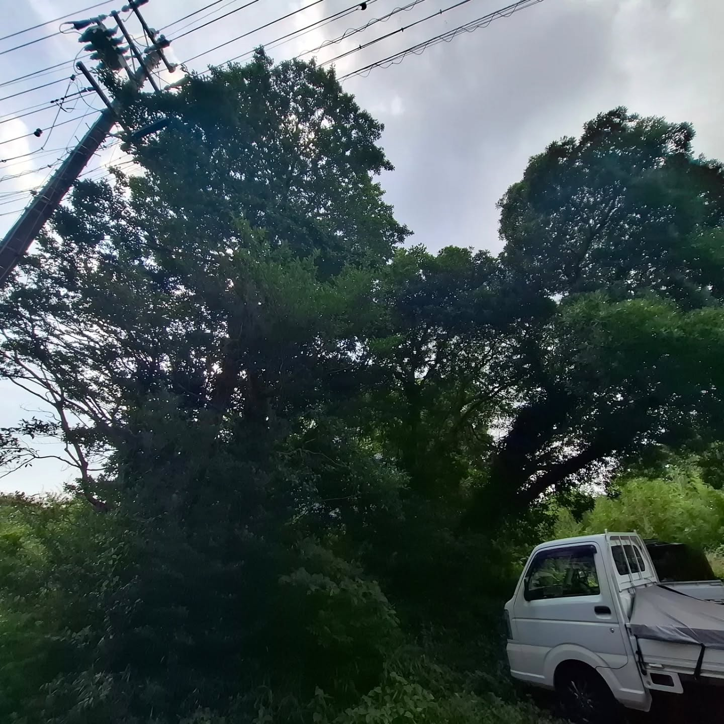 伐採/草刈り/防草シート