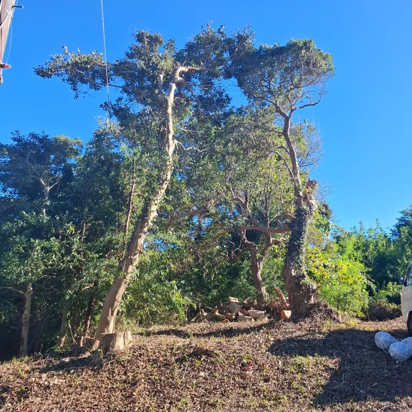 伐採/草刈り/防草シート