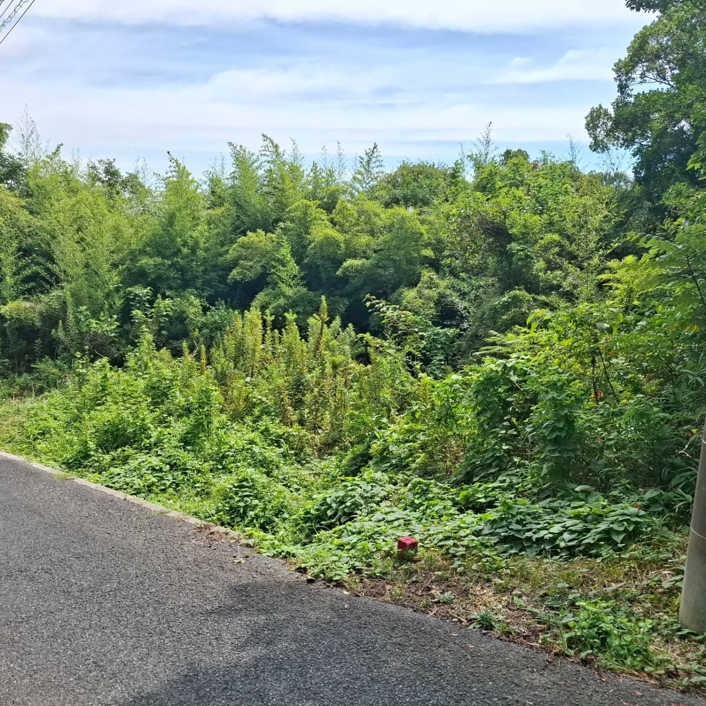 伐採/草刈り/防草シート