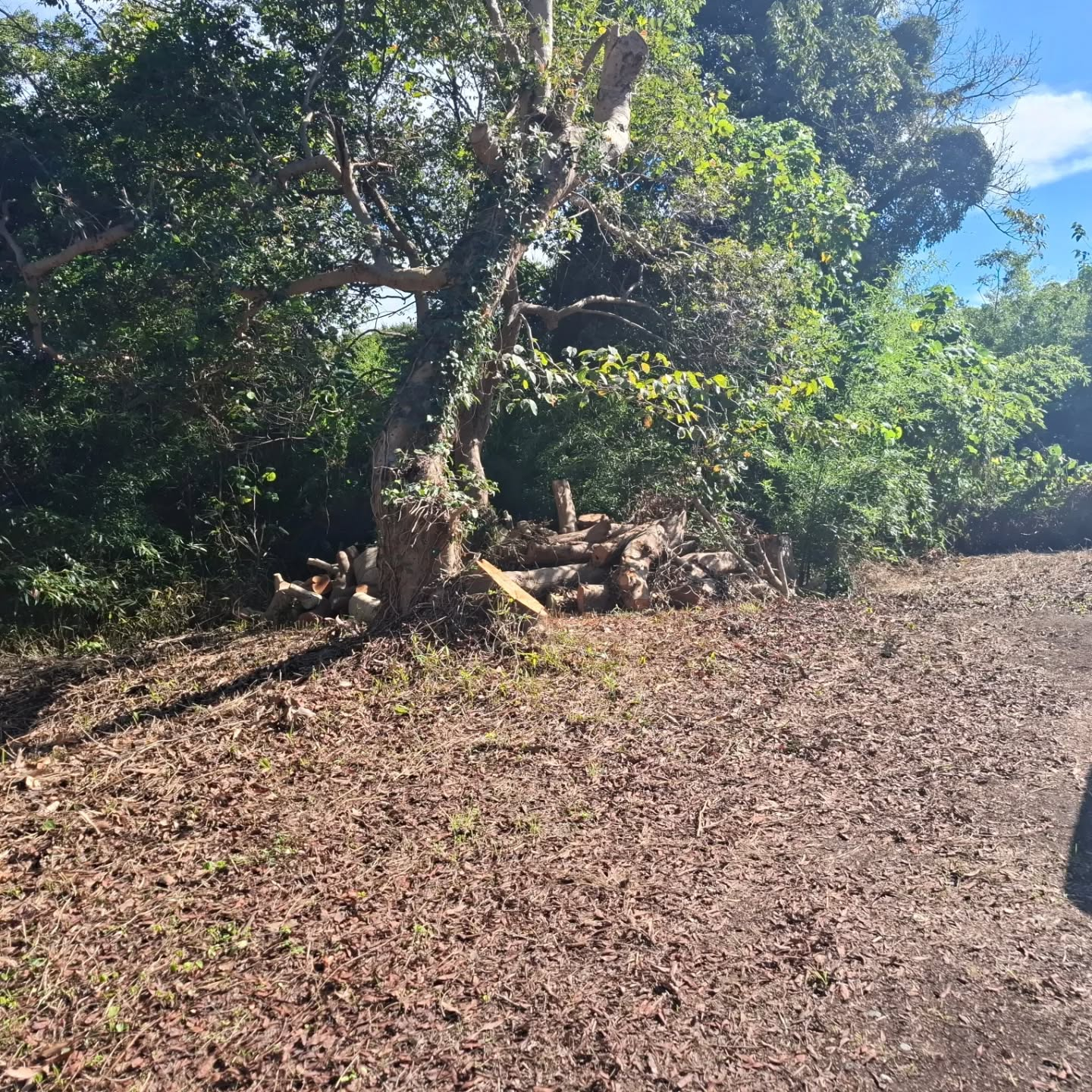 伐採/草刈り/防草シート