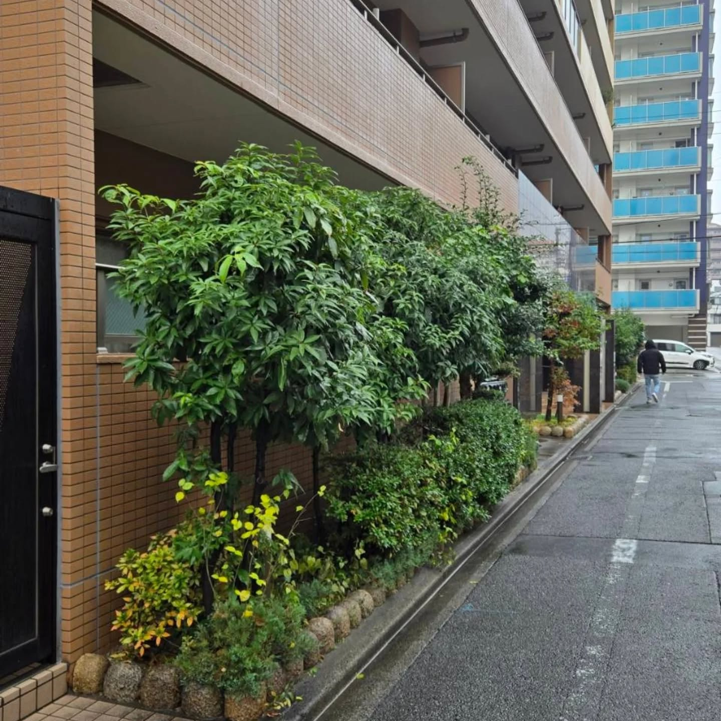 マンション剪定工事