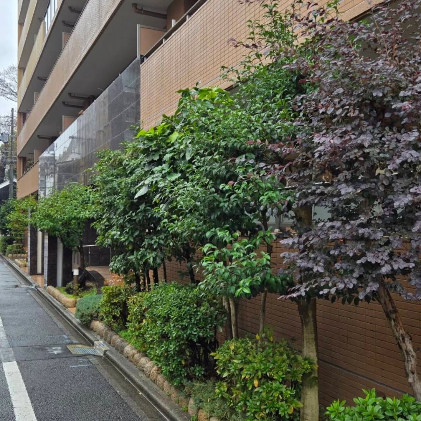 マンション剪定工事