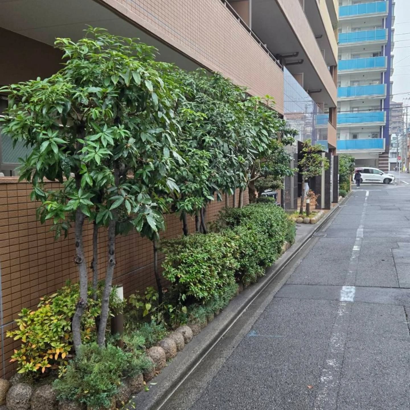 マンション剪定工事