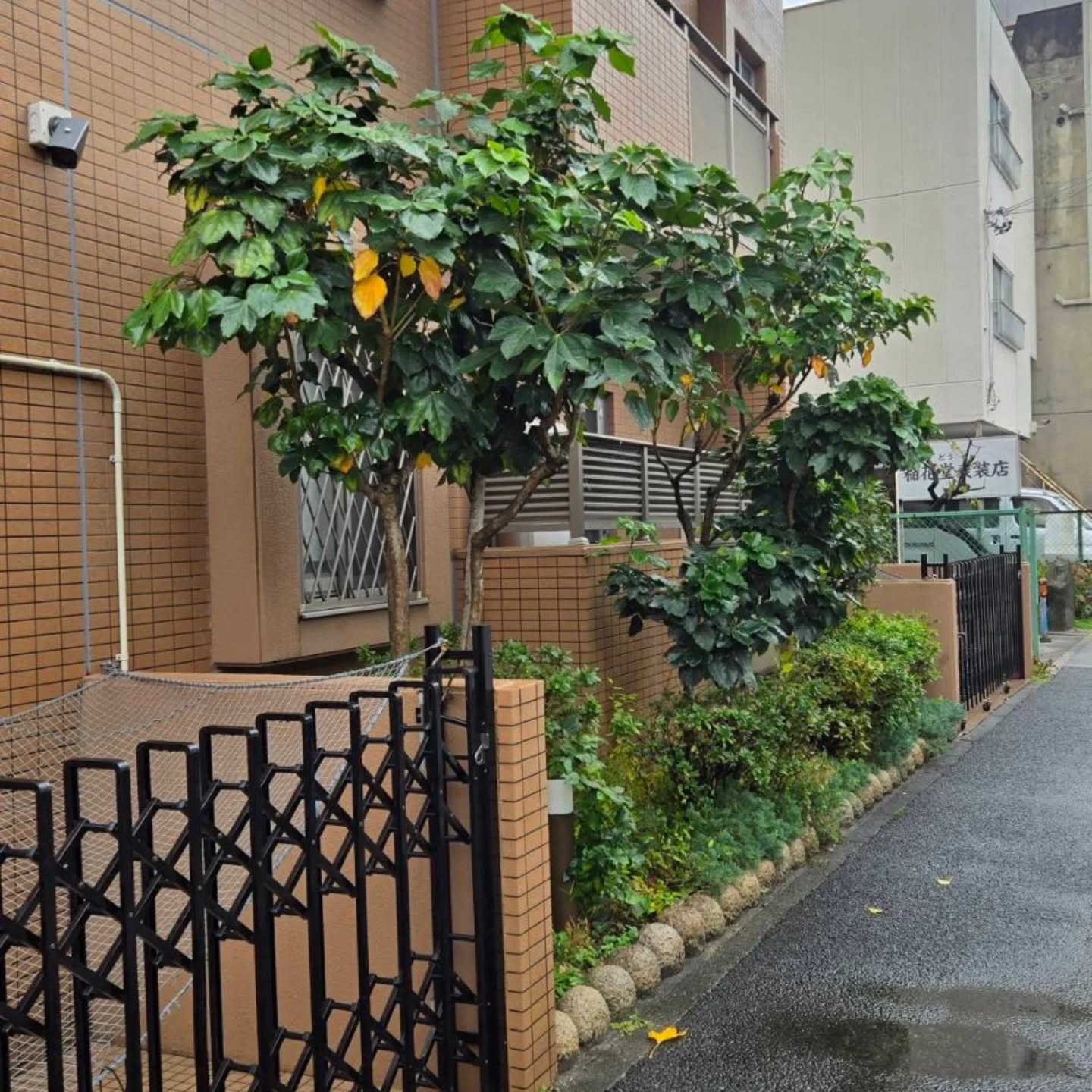 マンション剪定工事