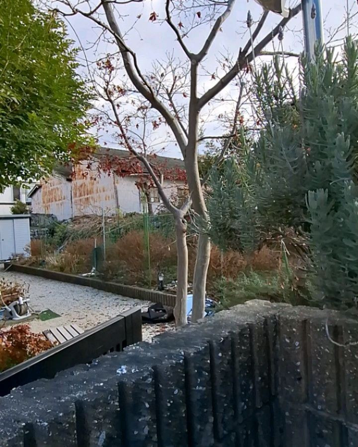 お庭の剪定（草刈りも）